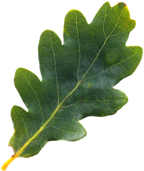 English Tree Leaf Png Pinterest - Oak Tree Leaf Png (640x480), Png Download
