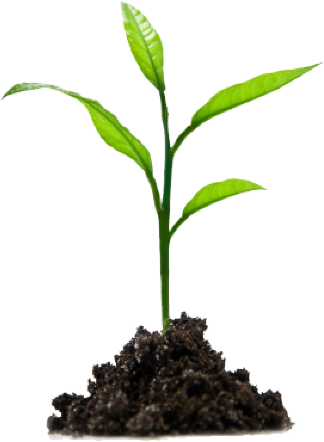 Plant Seedling Png Images - Growing In Jesus (1160x1570), Png Download