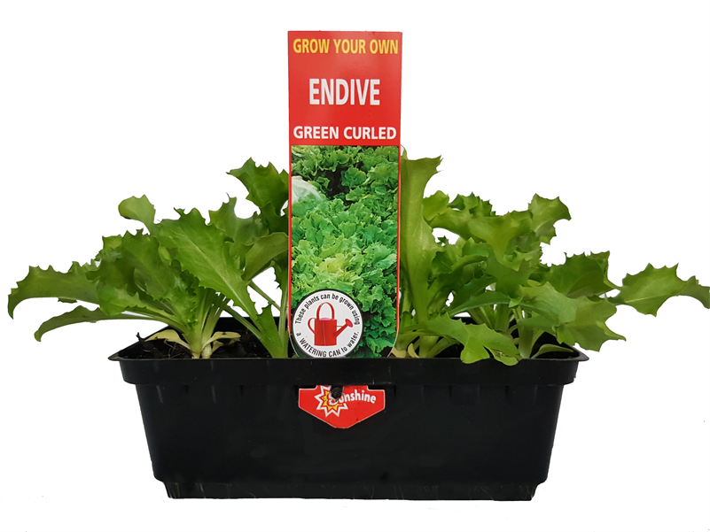Grow Your Own Vegetable Seedling Punnet Range - Blueline Chicoria Escarola Lisa Bat.10gr (800x800), Png Download