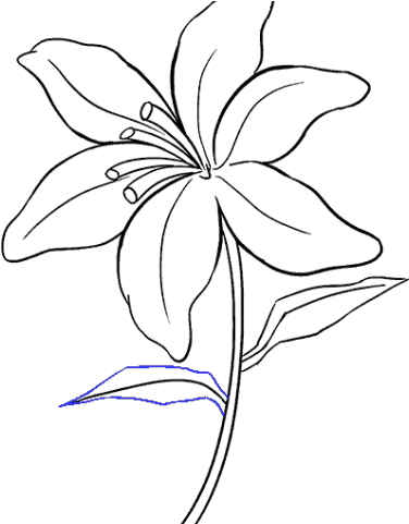 Drawn Lily Easter Lily - Drawing (640x480), Png Download