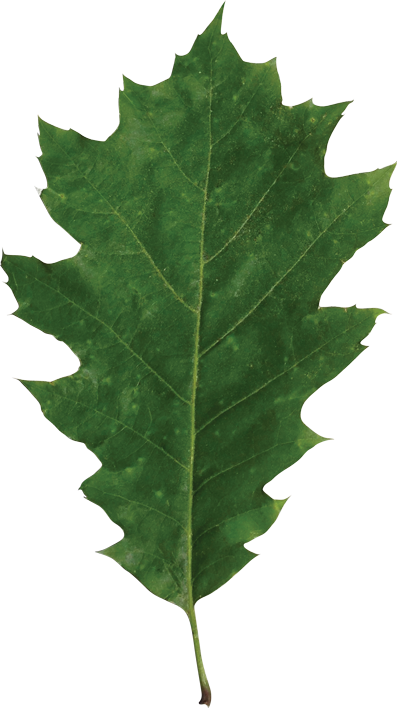 Identify A Leaf - Maple Leaf (397x708), Png Download