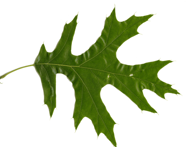 Picture Of Oak Leaves - Northern Red Oak L (650x506), Png Download
