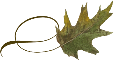 Spring Flowers, Autumn Leaves, Grapes Twisty Oak Leaf - Wedding (519x346), Png Download