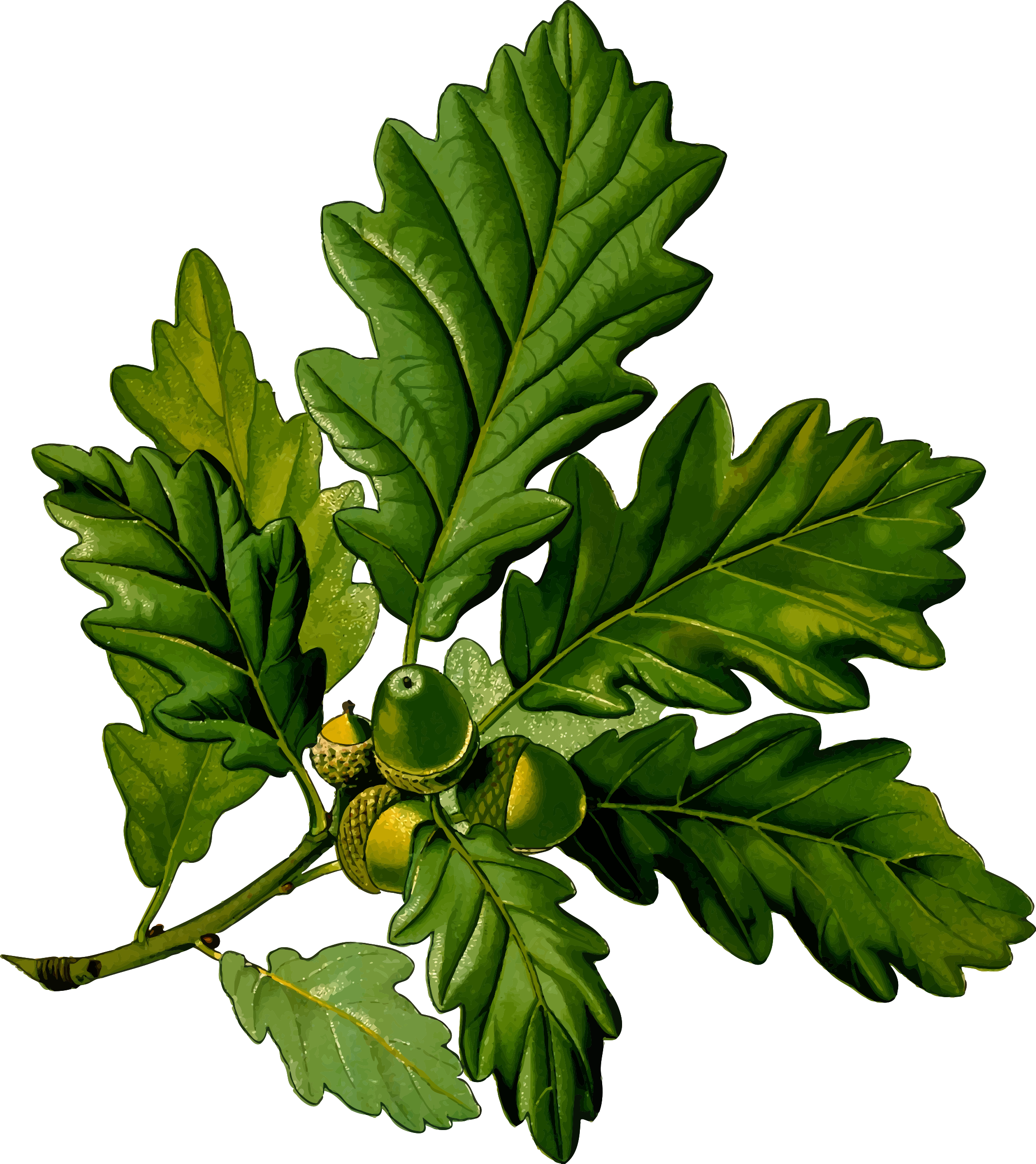 Sessile Oak Tree Art (2135x2400), Png Download
