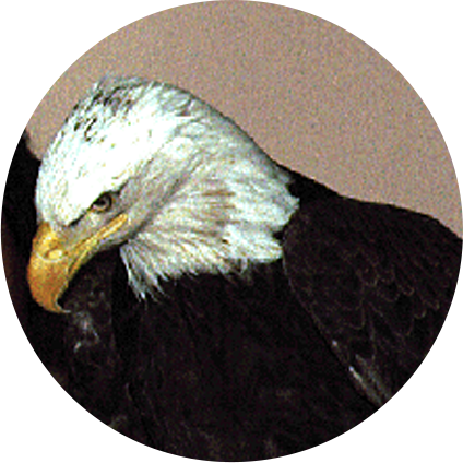 Bald Eagle (424x424), Png Download