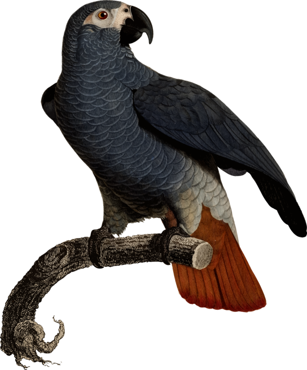 Eagle Fauna Vulture Beak Feather - Illustration (622x750), Png Download