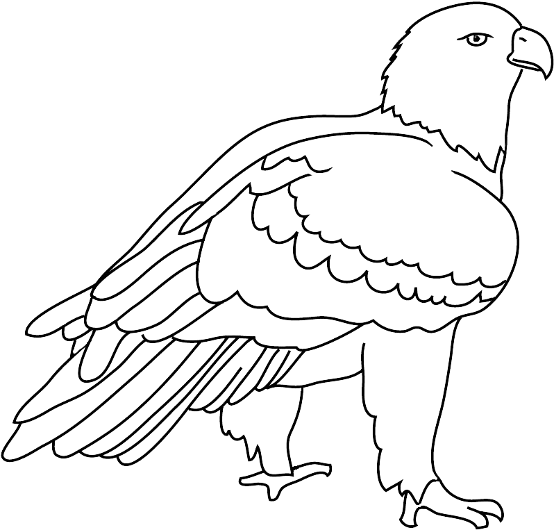 Eagles Birds Png, Eagles Birds Png - Drawing (850x794), Png Download