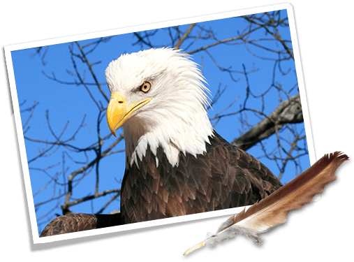 Where Eagles Fly Road Trip Car - Eagle Feather (510x406), Png Download
