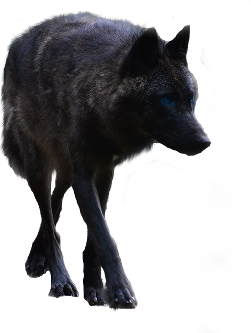 Black Wolf Pictures - Black Wolf Png (498x662), Png Download