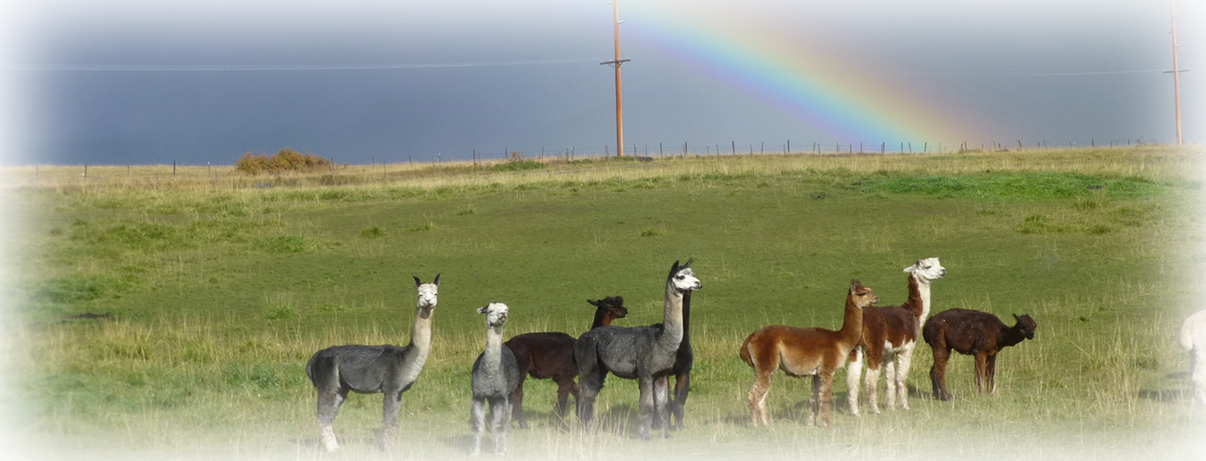 Rainbow (1350x516), Png Download