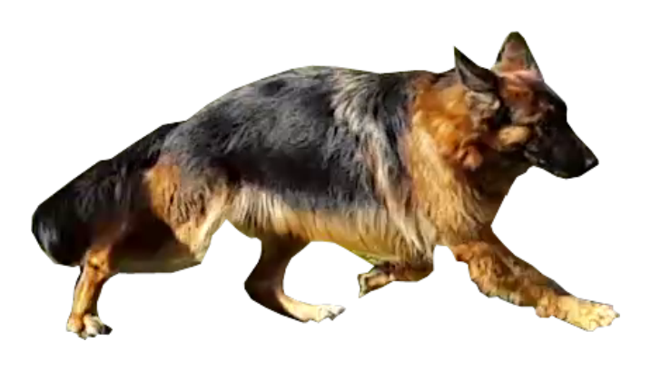 Welcome To Black-wolf Gsd Kennel - Old German Shepherd Dog (717x409), Png Download