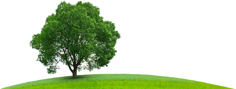 Sustainability-hill Tree - Business: A Practical Introduction (961x363), Png Download