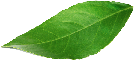 Sus Leaf - Leaf (500x294), Png Download