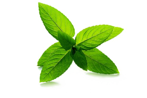 Peppermint Png Pic - Good And Beautiful Community: Following The Spirit, (500x334), Png Download