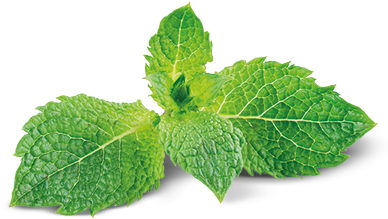 Peppermint Is Good For Digestion, And Has Greater Antifungal - Verbena (400x300), Png Download