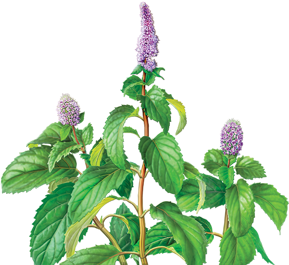 Peppermint Herbal Supplement - Alvita - Organic Peppermint Leaf Tea - 24 Tea Bags (600x560), Png Download