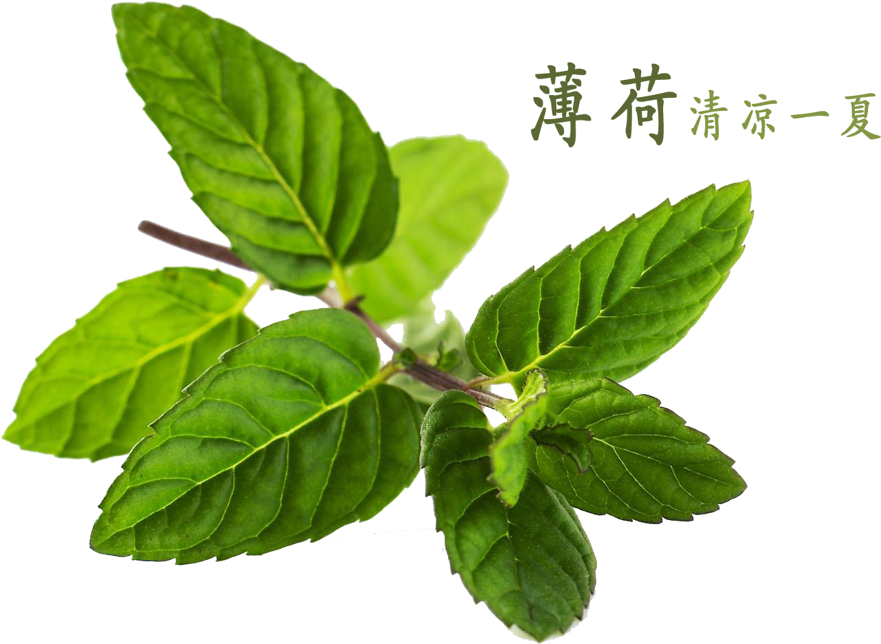 Peppermint Water Mentha Canadensis - Mint (1510x1280), Png Download