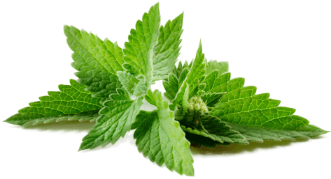 Peppermint - Heavenly Pure 4oz. Pure Natural Therapeutic Grade Peppermint (500x400), Png Download