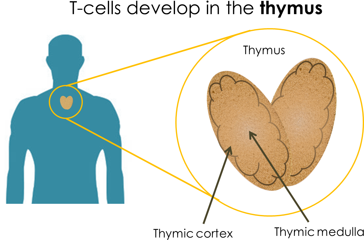 For Recognizing And Initiating Responses To Foreign - Jpeg (1188x821), Png Download