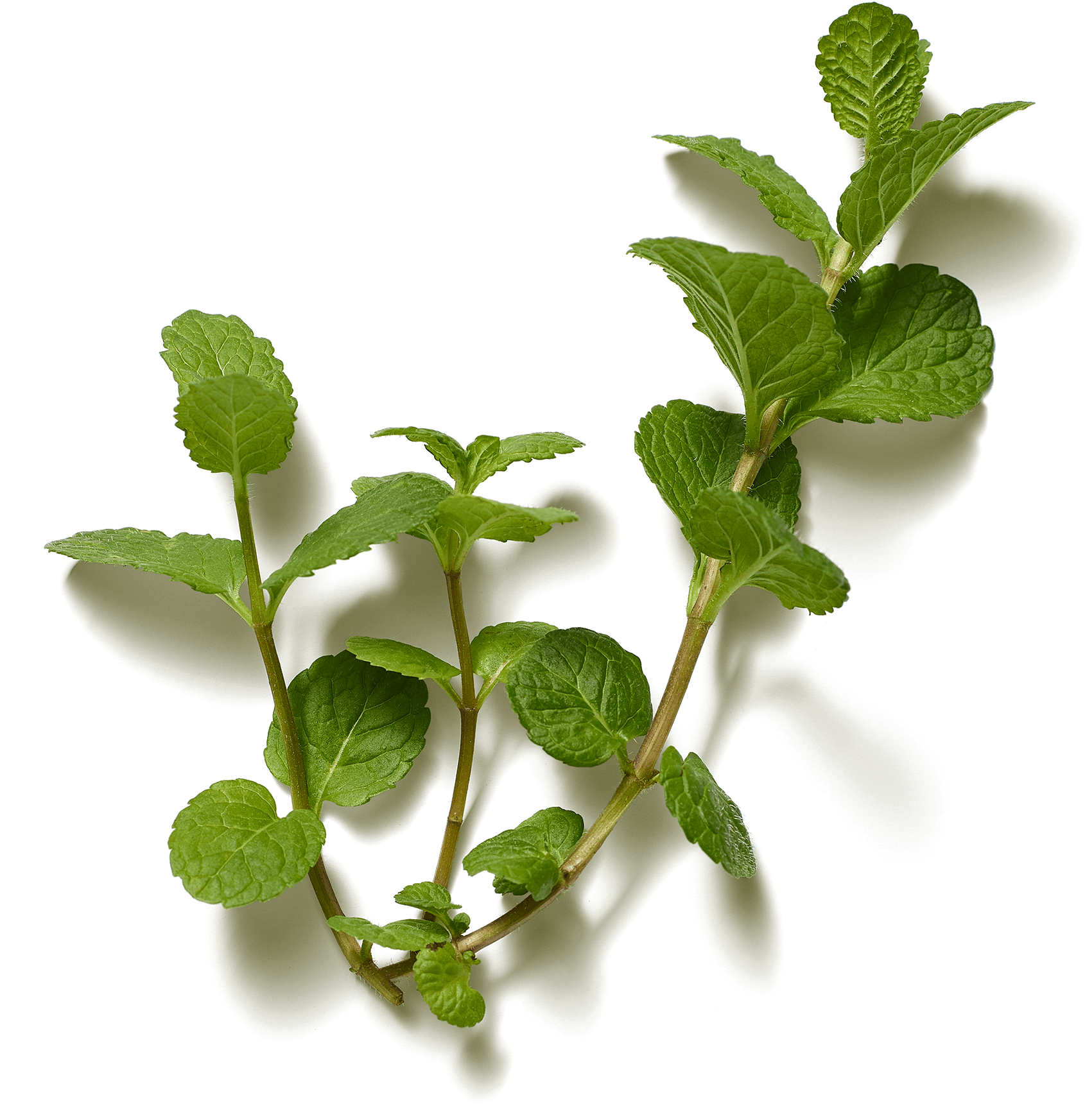 Images - Twig (2000x2000), Png Download