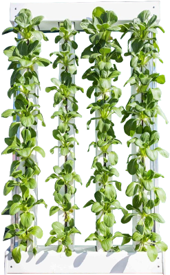 4 Tower Green Wall - Lily Of The Valley (555x400), Png Download