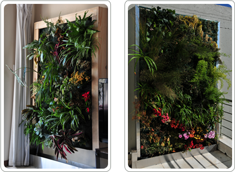 Living Walls For Indoors And Outdoors - Green Wall (513x378), Png Download