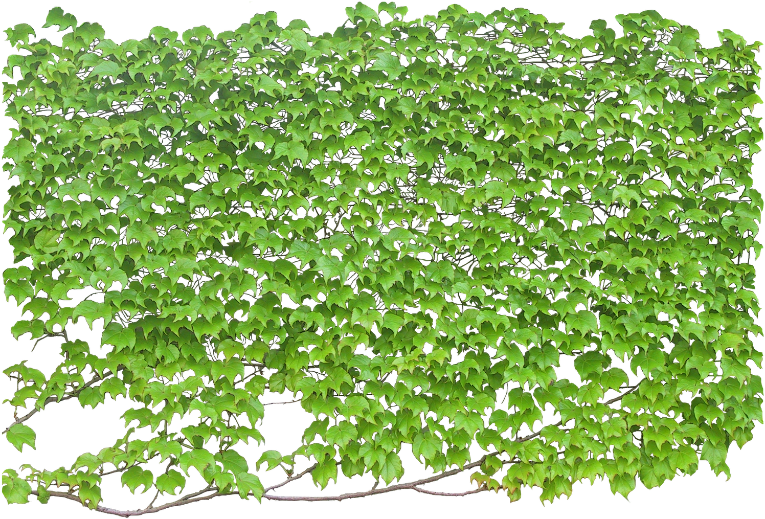 Download Green Wall Texture Png Climbing Tree Png Png Image With No Background Pngkey Com