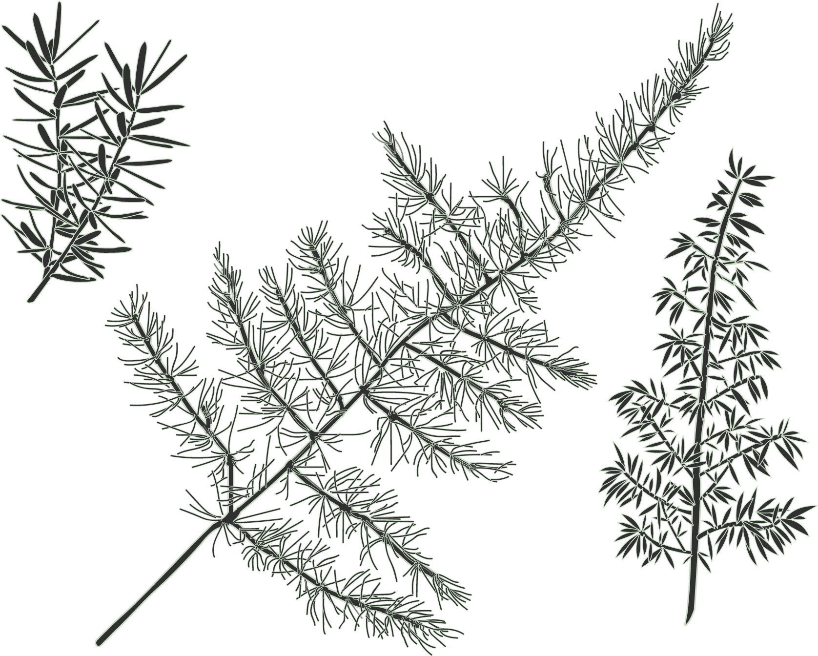 Green Wall - Pond Pine (1800x1350), Png Download