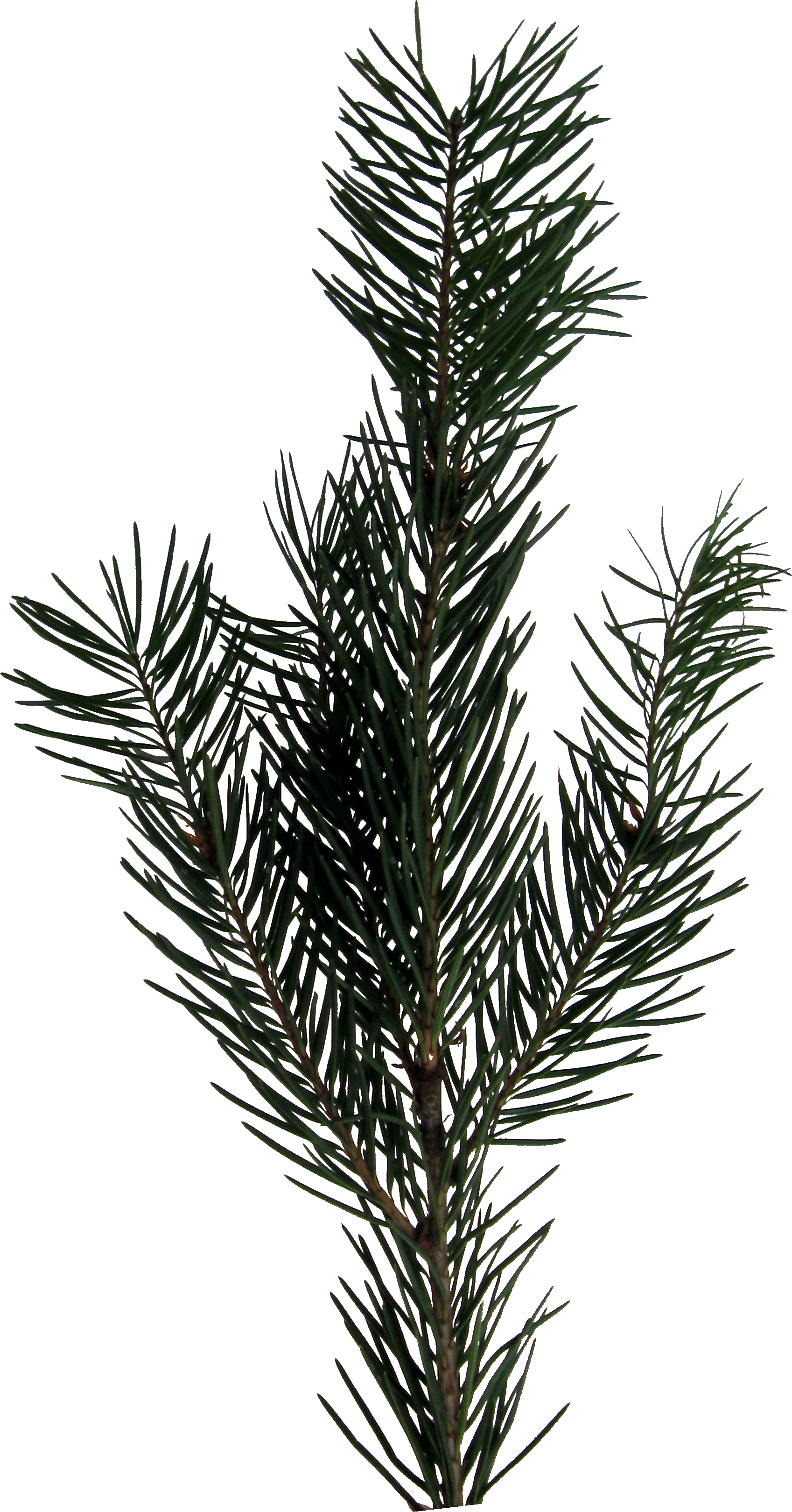 Evergreen Sprig Png (1697x3237), Png Download