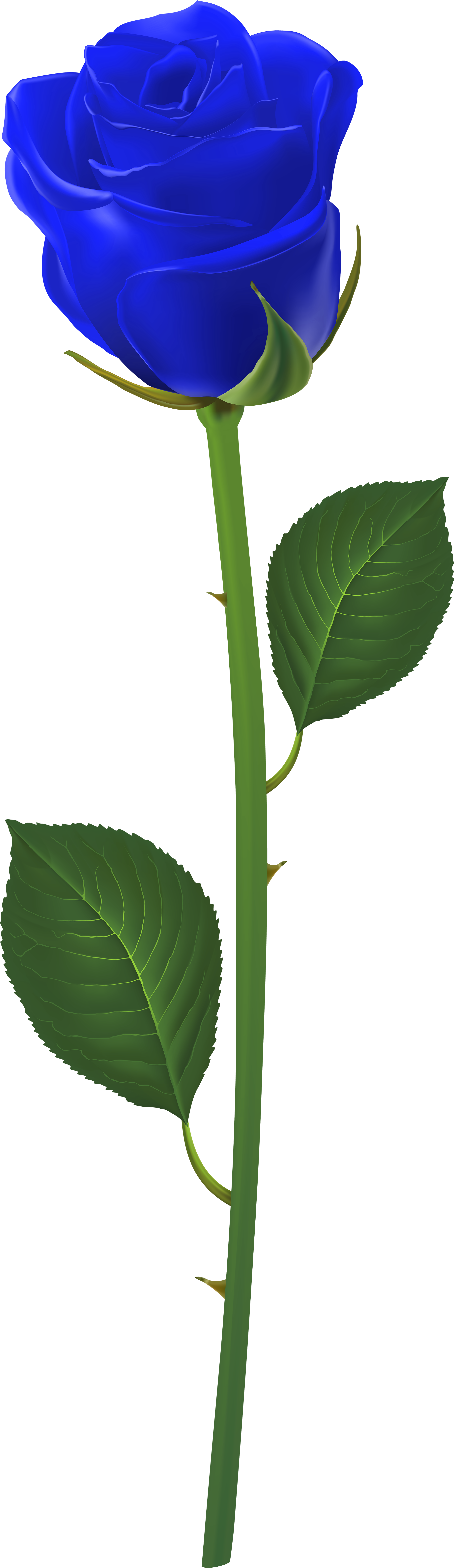 Rose With Stem Blue Png Clip Art - Long Stem Purple Rose (2418x8000), Png Download