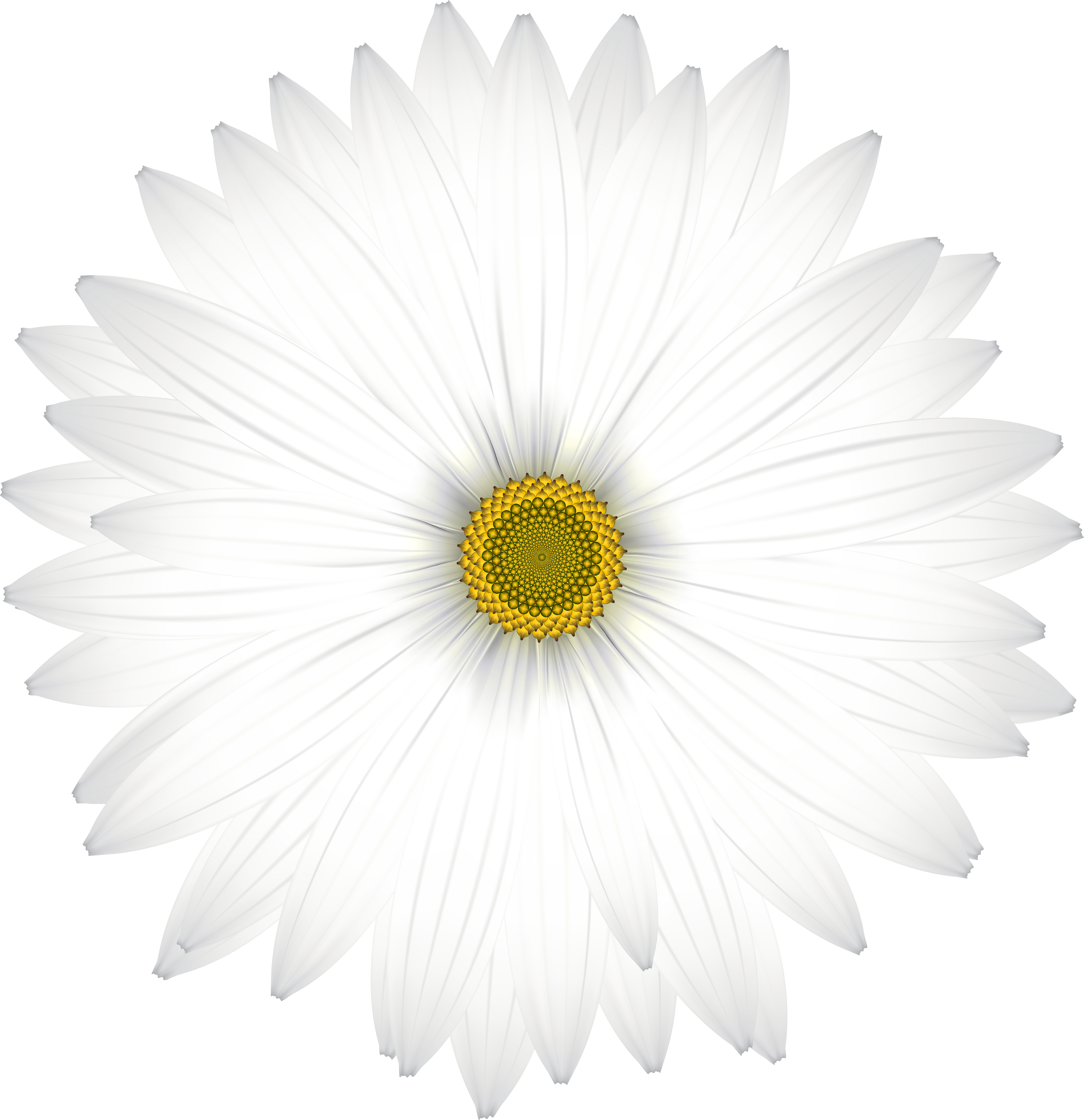 White Flower Clipart Png (5807x6000), Png Download