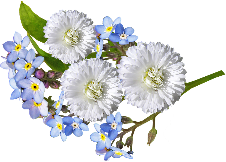 Daisy, White, Blue, Flowers - Blue And White Flowers Png (960x718), Png Download