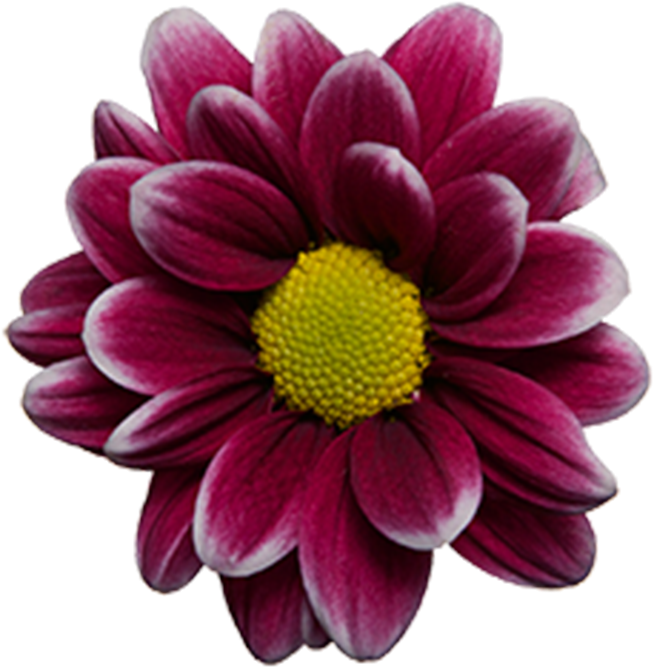 Click To Enlarge Image Purple White Daisy Handsome - Chrysanths (800x800), Png Download