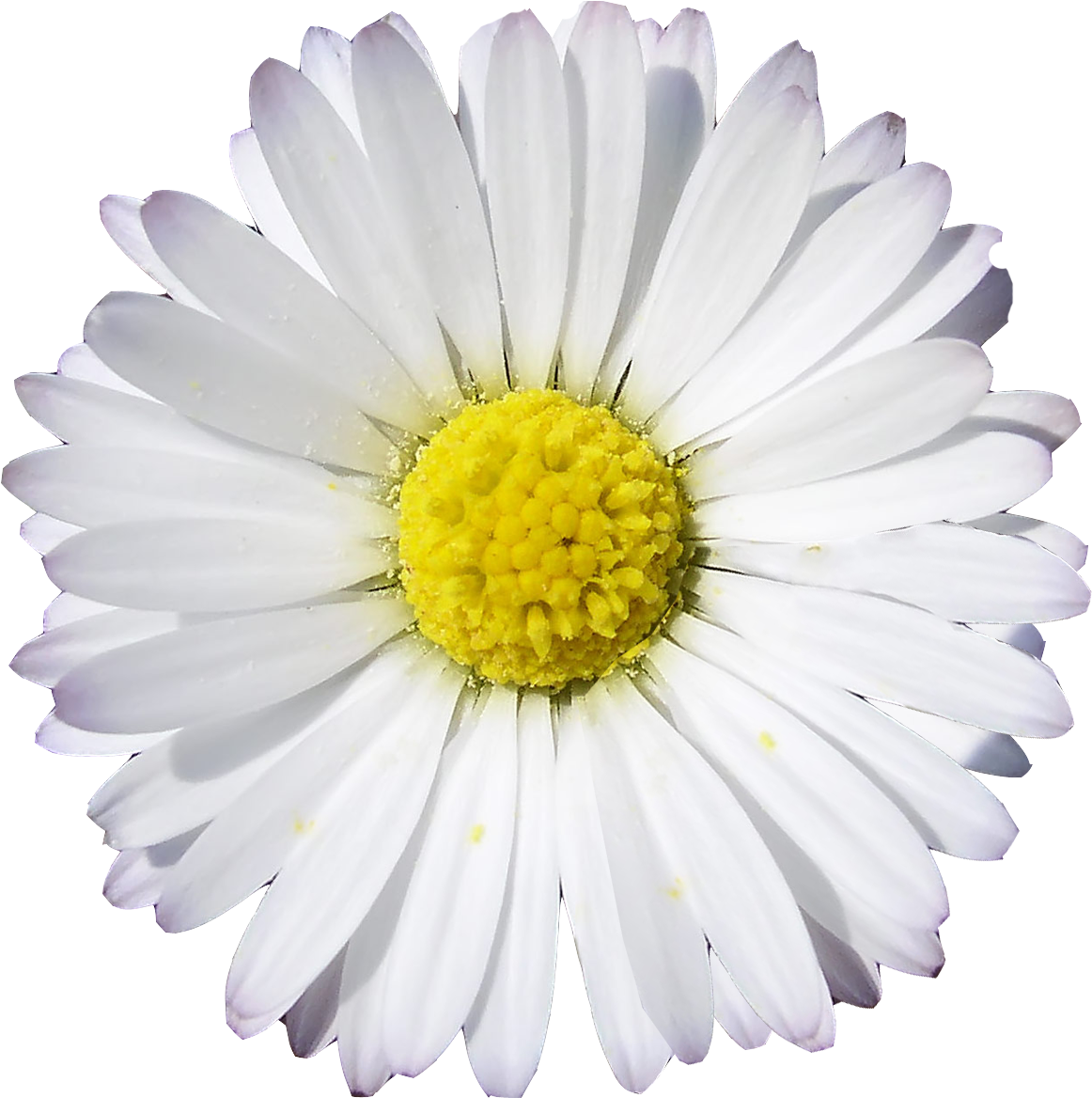 Gerbera Daisy White Yellow (1200x1200), Png Download