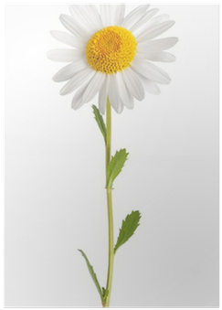 Daisy Flower White Background (400x400), Png Download