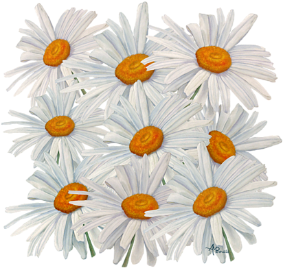 Bleed Area May Not Be Visible - English Marigold (600x542), Png Download