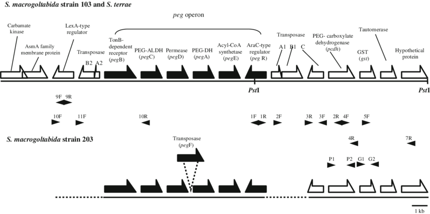 Gene Structures Of The Peg Operons And Upstream And - Upstream (850x424), Png Download