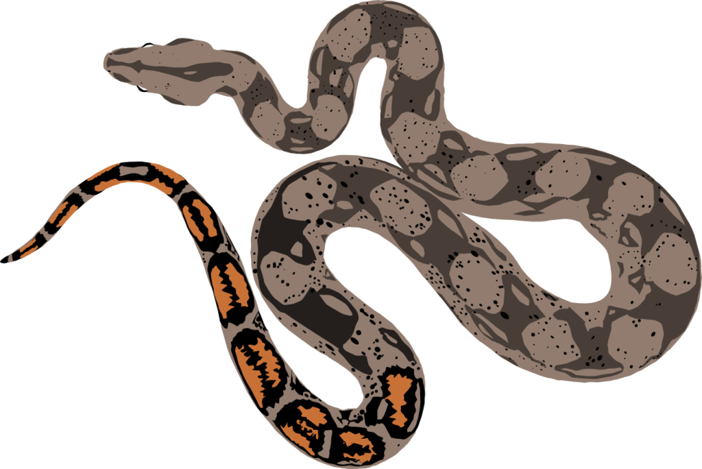 Boa Constrictor Drawing At Getdrawings - Painting (1024x684), Png Download