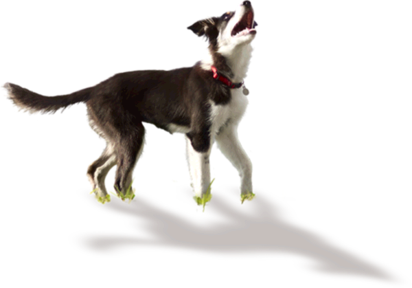 Confused Dog Png Image Library Download - Hemp Oil (600x419), Png Download