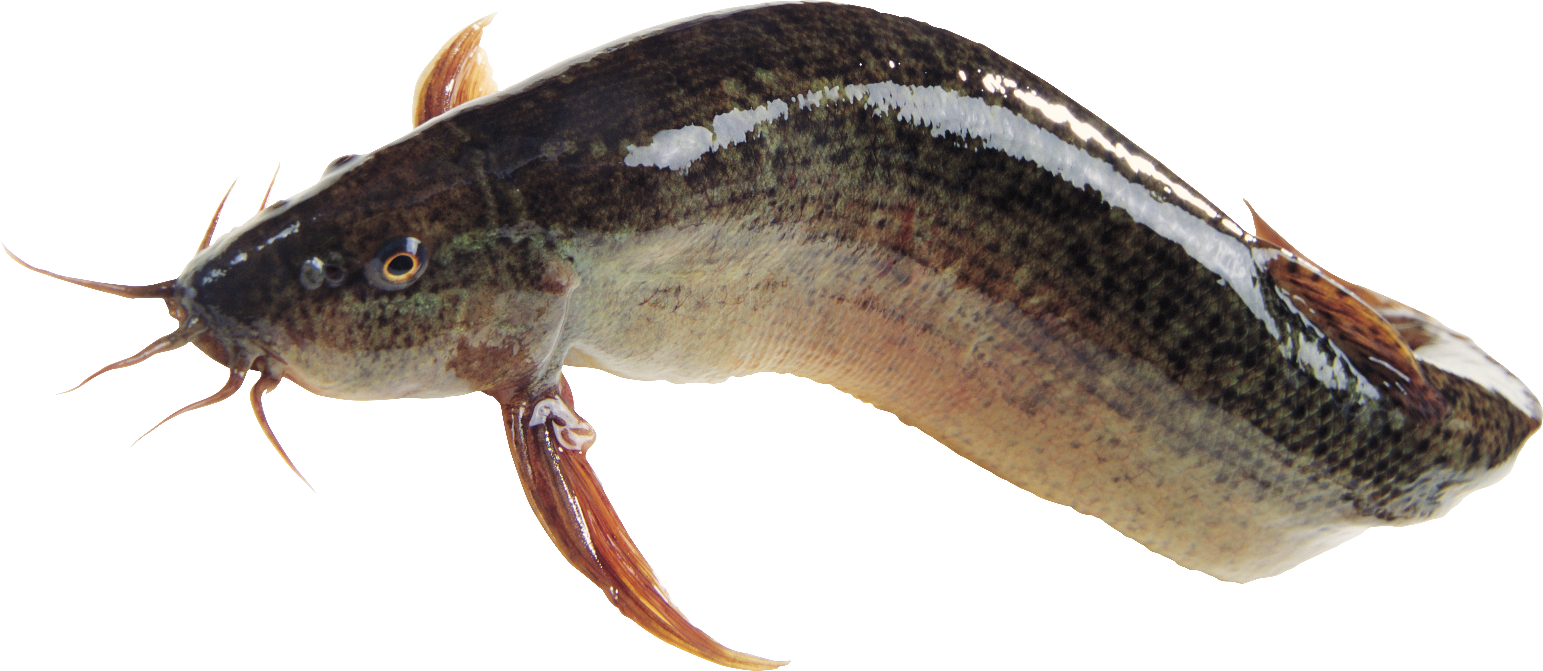 Best Free Fish Transparent Png Image - Magur Fish Png (6032x2622), Png Download