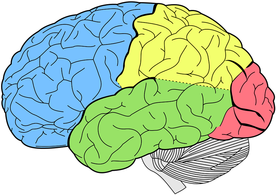 Brain-600x428 - Lobes Of The Brain (600x428), Png Download