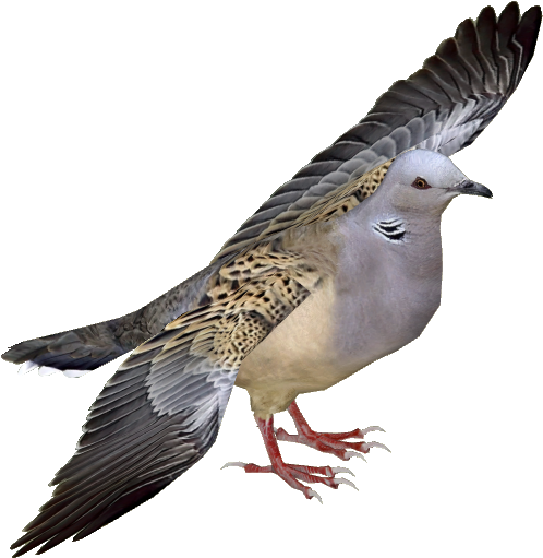 European Turtle Dove Adult5 - Turtle Dove Png (510x510), Png Download