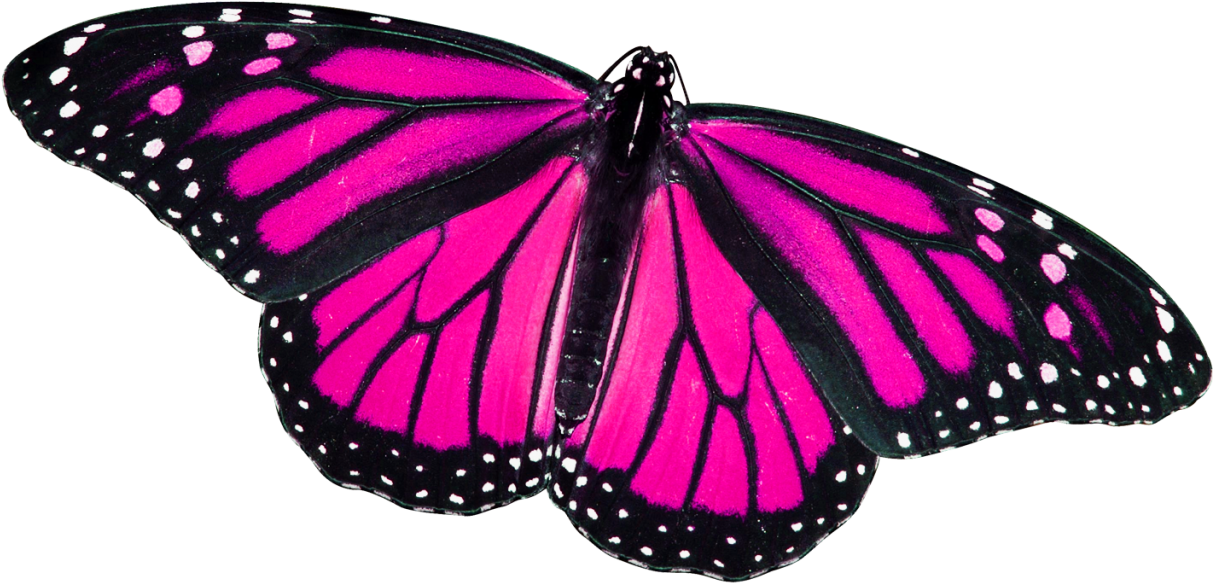 Monarch Butterfly (1280x851), Png Download
