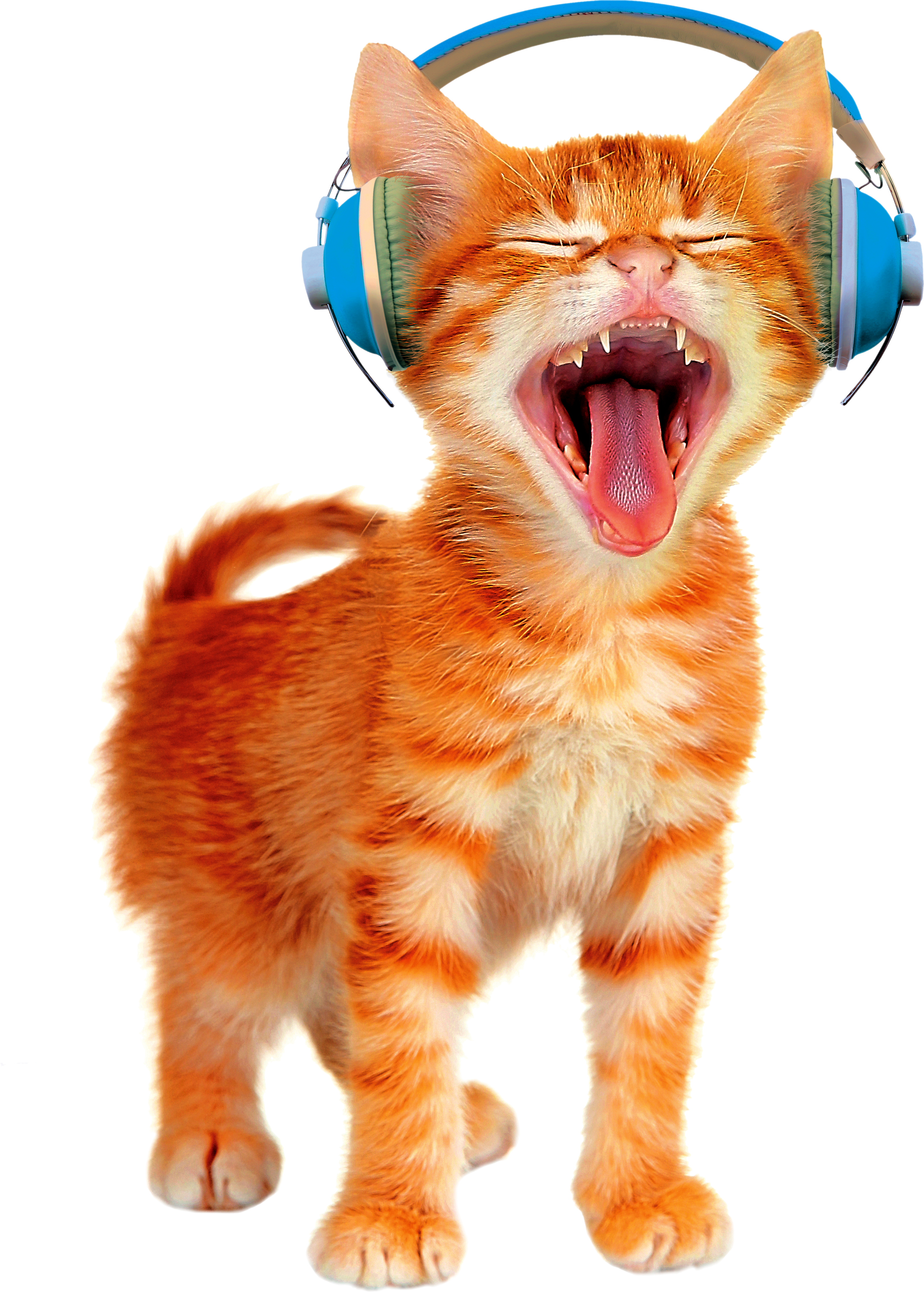 Headphone Cat - Anajet Cat (3200x4472), Png Download