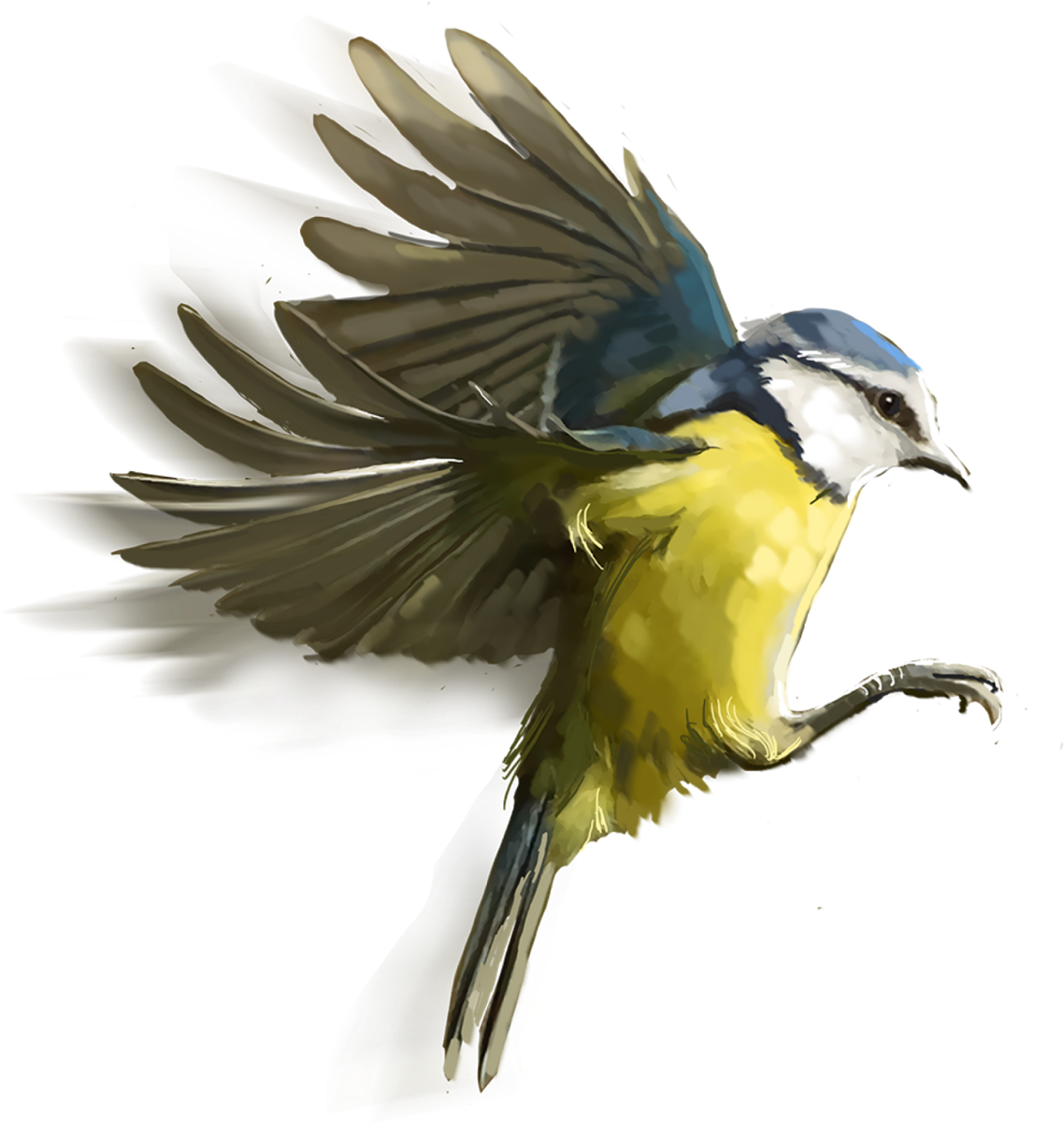 Birds Free Vector - Birds Hd Png Picsart (1600x1600), Png Download