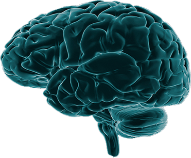 News - Brain Imaging Png (393x326), Png Download
