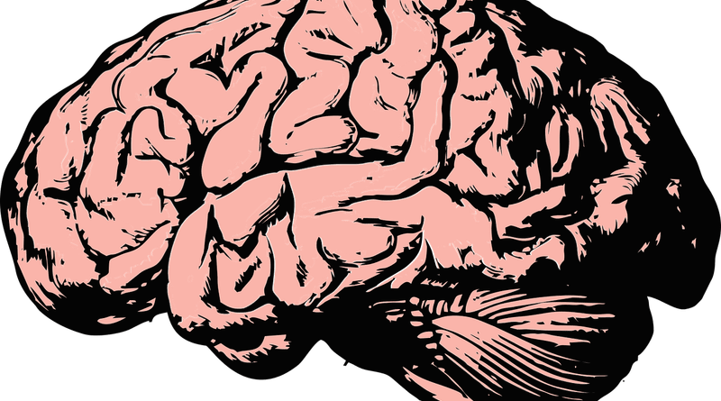 Brain And Spine Infections Archives - Feeling Cerebral Badge Reel, Vintage Human Brain Badge (800x445), Png Download