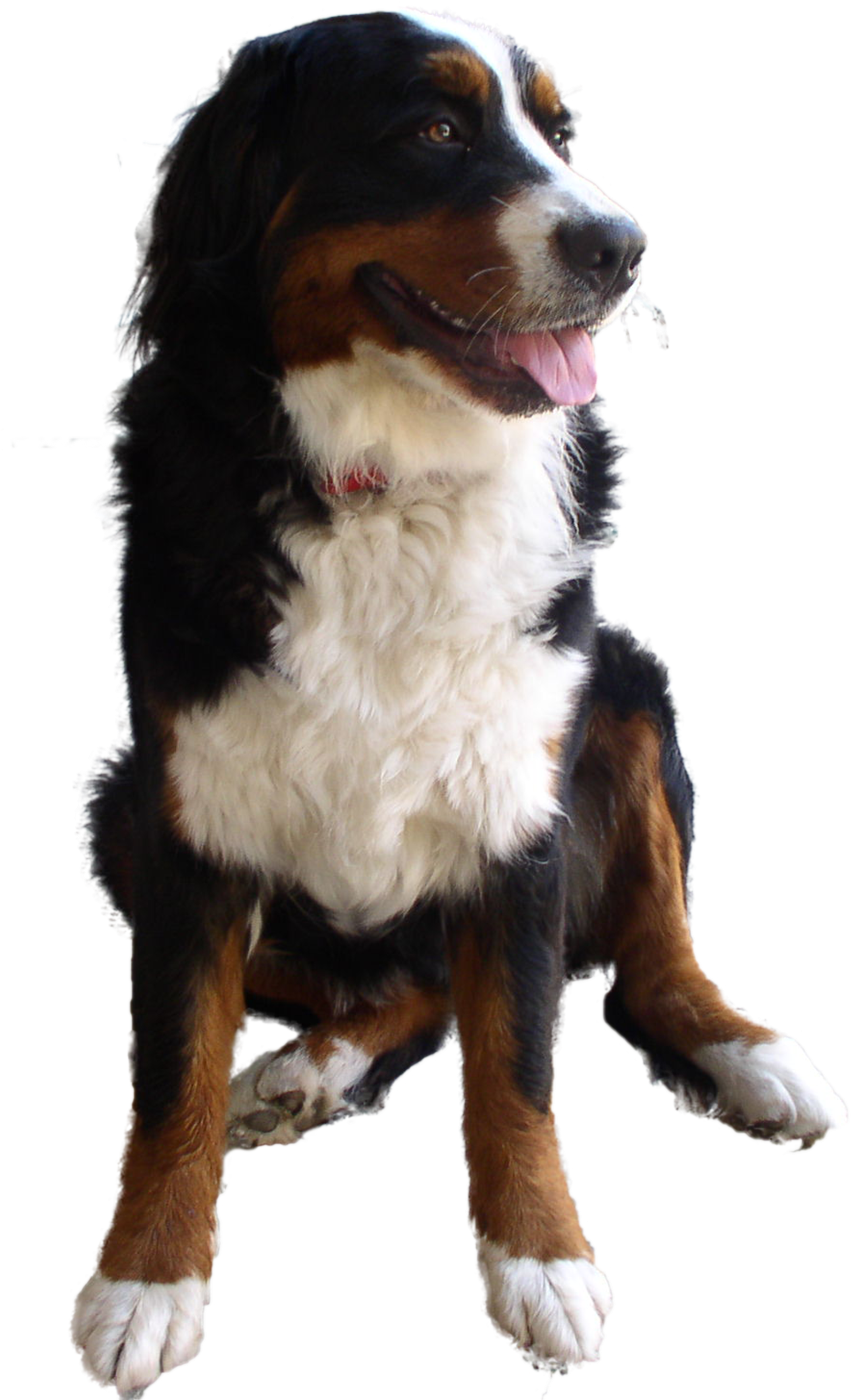 Dog Png (5184x3456), Png Download