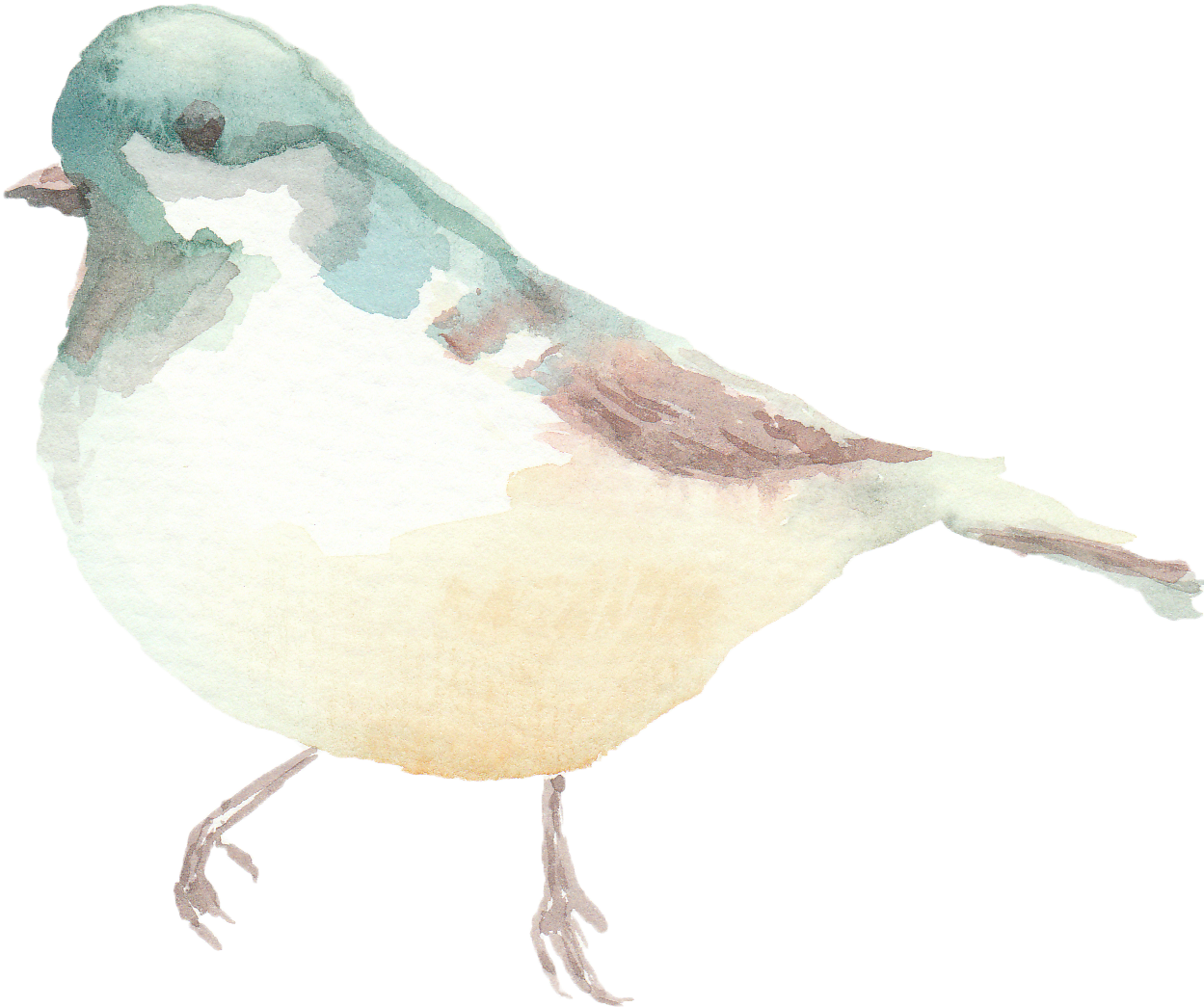 Spring Watercolor Birds - Pigeons And Doves (1546x1259), Png Download