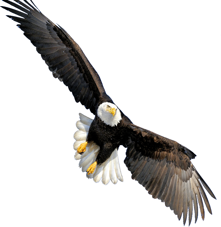 Bald Eagle Png Transparent Images - Bald Eagle Transparent Background (751x774), Png Download
